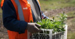 Lee más sobre el artículo Sembrando el Futuro: La importancia de la cultura de plantar árboles en las empresas